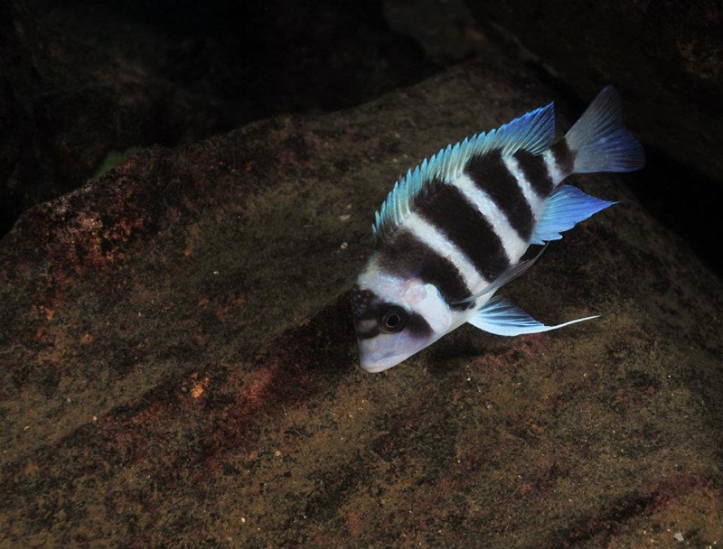 Cyphotilapia gibberosa 'Samazi'